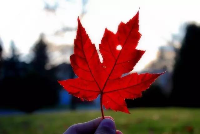 加拿大移民安省雇主担保项目最新趋势分析