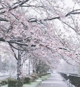 想了解一下日本投资移民？看完这篇就全明白了！